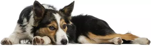 Tierschutzverein-Tierheim Hund