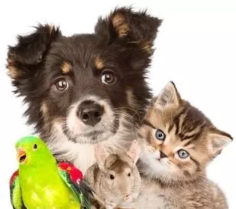 öffnungszeiten tierheim hildesheim